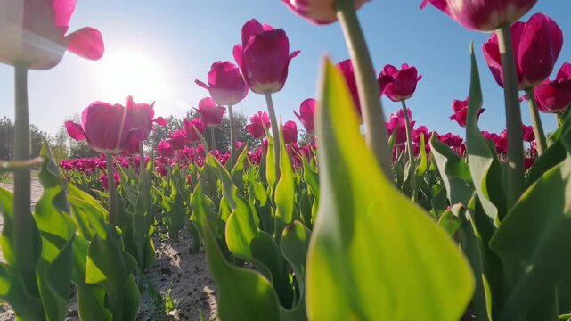 Low Angle Pedestal Shot Of Pink Tulips In Sunny Spring Garden