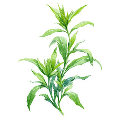 Obraz premium Tarragon, watercolor drawing vector, isolated on a white background.