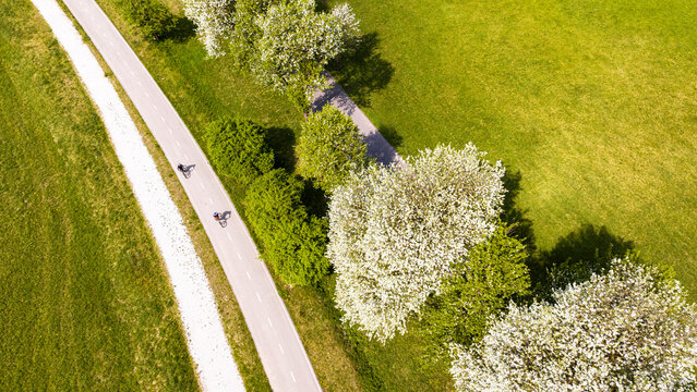 Two cyclists ride on the scenic Ciclabile Alpe Adria trail through lush spring nature, blossoming Klotzen pears trees, Julian Alps, Tarvisio, Camporosso, Friuli Venezia Giulia, Italy.
