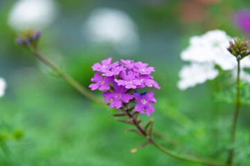 Fototapeta premium Close up of purple verbena flower blooming with water drops in early summer garden background with copy space