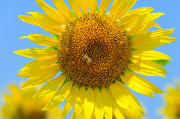 Naklejka premium Close up of bright yellow sunflower in bloom with honeybee against clear blue sky in summer with copy space