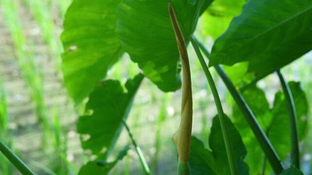 Detailed view of a developing tropical taro leaf bud in a natural setting.