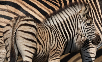 Closeup of a young zebra foal standing in front of a mare © Louis