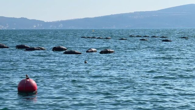 A row of black mussel farm floats and a red marker buoy rest on calm blue water, with coastal hills in the background near the Bay of Kotor.