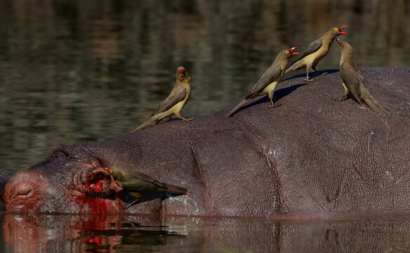 Group of red billed oxpeckers on a hippopotamus in the water with blood flowing from its ear