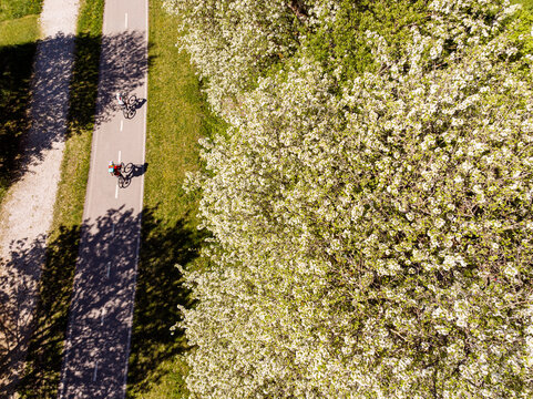 Cyclists ride along the Alpe Adria trail through a blooming spring landscape, blossoming Klotzen pears trees,in Julian Alps, Tarvisio, Camporosso, Friuli Venezia Giulia, Italy.