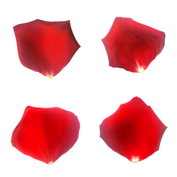 Four red rose petals on a white background delicate floral arrangement for romantic designs