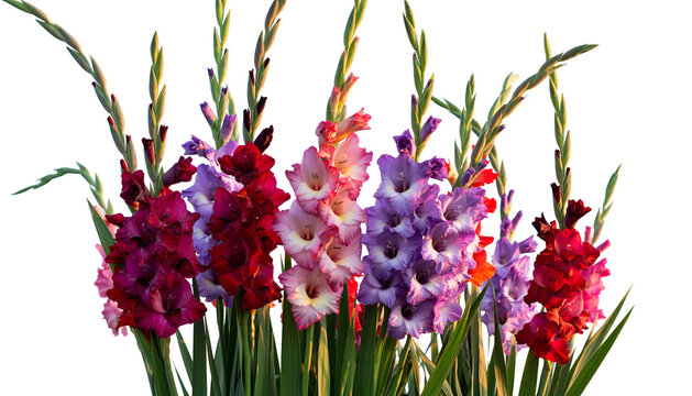 Group of vibrantly colored gladiolus flowers against a black background