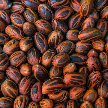 Close up of whole nutmeg seeds wrapped in reddish mace arils background. Full frame texture of whole nutmeg and mace spices.
