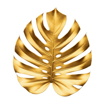 Single vibrant metallic gold monstera deliciosa leaf with deep natural fenestrations and intricate vein patterns on a transparent background minimalist aesthetic