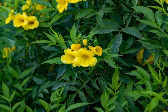 Tecoma stans, commonly known as yellow trumpet-bush, displays its vibrant yellow bell-shaped flowers amidst dense green foliage during a sunny day with soft daylight in the Mediterranean.