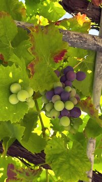 Ripening Grapes Growing on Vine. Close-up of green and purple grapes ripening on a grapevine among sunlit leaves in a vineyard or garden.