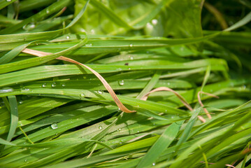 Fresh Green Grass Covered with Dew Drops After Rain © 코끼리 잠자는