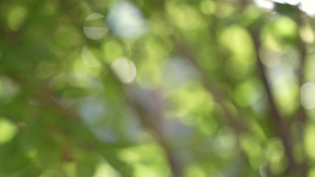 Beautiful spring nature with blurry sunlight shining trough the forest trees, Low view Defocused blurred of green and yellow bokeh with warm light moving with the wind.Real time full 4k video footage.