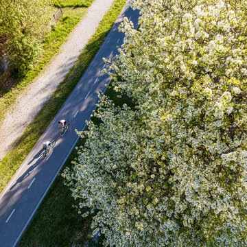 Cyclists riding the Alpe Adria cycle path in spring, enjoying an active outdoor lifestyle travel past a blooming white tree in the Julian Alps, Tarvisio, Camporosso, Friuli Venezia Giulia, Italy, EU.