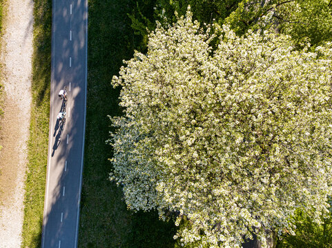 Cyclists enjoy an active outdoor lifestyle on the scenic Alpe Adria cycle path during a sunny spring day near a lush blooming tree, Julian Alps, Tarvisio, Camporosso, Friuli Venezia Giulia, Italy, EU