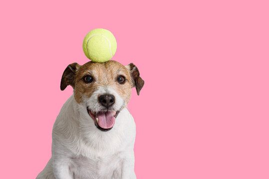 Jack Russell Terrier Dog Balancing Tennis Ball During Focus Training on Pink Background