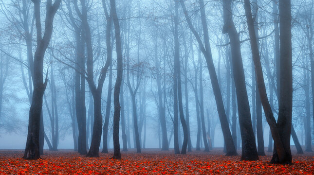 Autumn park with Halloween atmosphere in dense fog, spooky mysterious October park background - bare trees and bright red fallen leaves on the ground