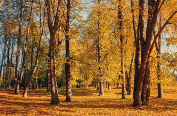 Obraz premium Autumn forest landscape with orange trees and golden fallen leaves on the ground in sunny October day