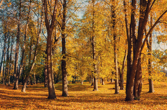 Autumn forest landscape with orange trees and golden fallen leaves on the ground in sunny October day