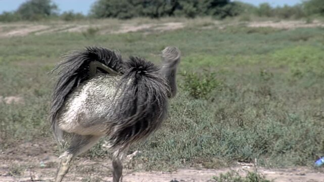 Flightless Rhea Bird Walking outdoors and Scratching Back with Beak in Patagonia - 4K