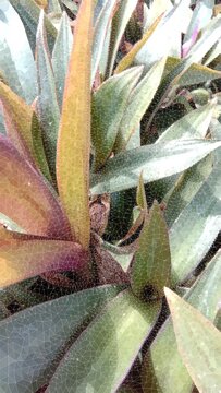 Close-up of lush tropical ornamental leaves with natural green and reddish tones. Ideal for nature, botanical, gardening, ecology, landscaping, and tropical background concepts.