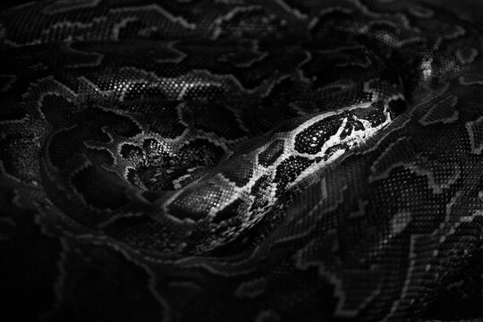 black and white image of ball python (Python regius) with distinct yellow and brown scale patterns resting in a defensive coil inside a dark hollow log terrarium habitat.
