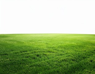 Obraz premium green grass field isolated on white background