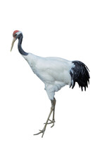 Obraz premium Japanese red-crowned crane walking isolated on transparent background PNG design element