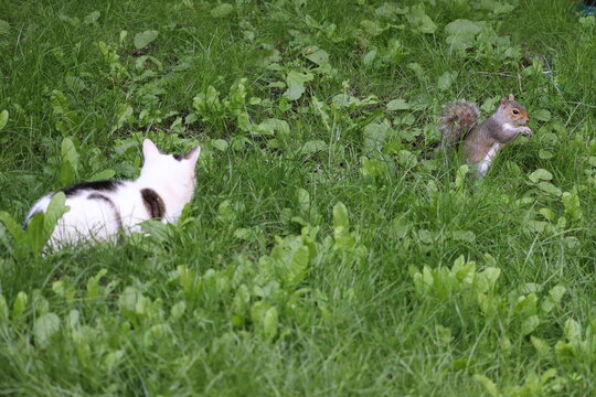 Cats and squirrels do interact in Ireland, but the impact depends on the squirrel species and the environment.