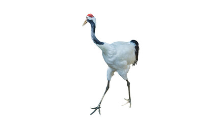 Obraz premium Japanese red-crowned crane walking isolated on transparent background PNG design element