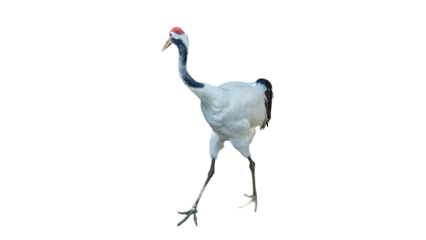 Fototapete Kraniche Japanese red-crowned crane walking isolated on transparent background PNG design element  © gunungkawi