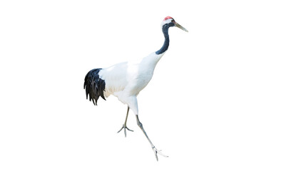 Obraz premium Japanese red-crowned crane walking isolated on transparent background PNG design element