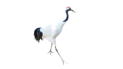 Fototapete Kraniche Japanese red-crowned crane walking isolated on transparent background PNG design element  © gunungkawi