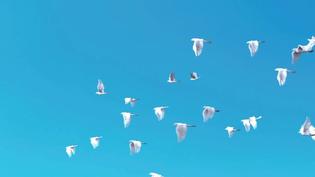 The synchronized flapping of their wings creates a soothing visual, symbolizing freedom, peace, purity, and the beauty of nature.