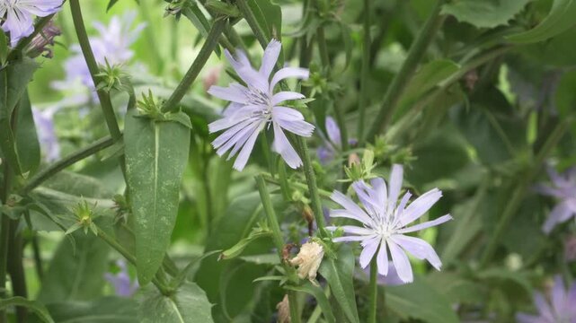 Close up view of delicate blue common chicory (Cichorium intybus) flowers and foliage trembling in the wind. Useful for herbal medicine, botanical, and nature content.