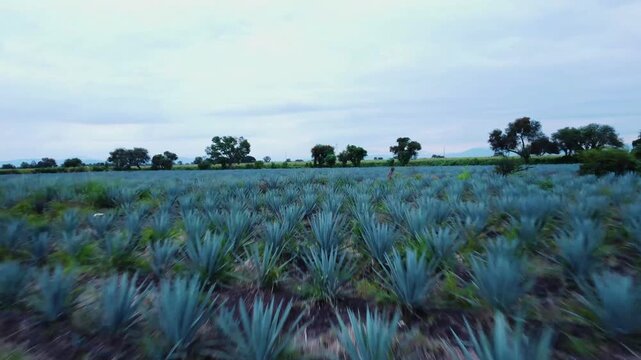 A vast expanse of blue agave plantations, neatly arranged in symmetrical rows. A low-angle flyover shot reveals the beauty of the lush agave plants set against a backdrop of shady trees.