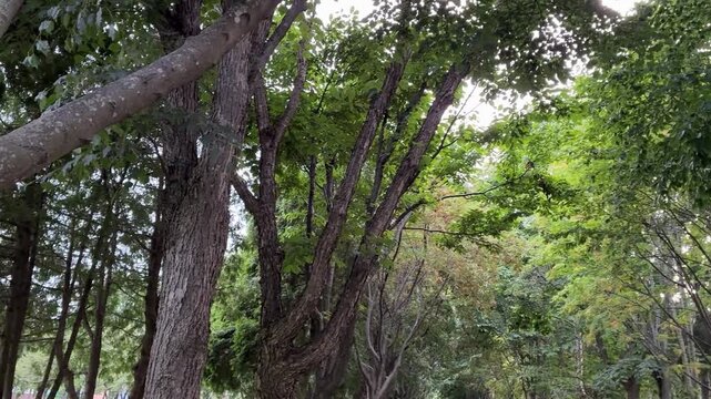 自然豊かな公園にそびえる木々の太い幹と新緑