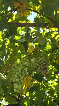 Grape Clusters Hanging Under Vine Leaves. Green grape clusters hanging under sunlit vine leaves in a garden or vineyard.
