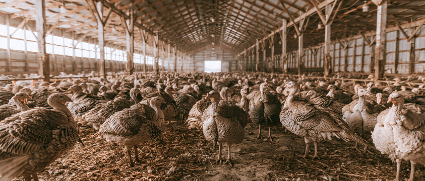 Organic Turkey Farming in Rustic Barn: Poultry Care and Sustainable Agriculture