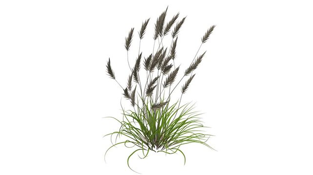 Imperata Grass With Natural Swaying Seamless Animation On White Background
