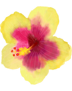 Watercolor painting yellow hibiscus flower illustration textured. for wallpaper, background, icon or PNG files