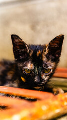 Cute black kitten hiding, Thailand © Martijns World