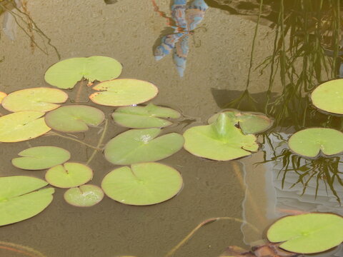 Feuilles de n&eacute;nuphar flottant &agrave; la surface d&rsquo;un bassin de jardin, accompagn&eacute;es du reflet d&rsquo;une libellule d&eacute;corative dans l&rsquo;eau, cr&eacute;ant une sc&egrave;ne aquatique paisible et originale.