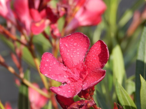 Fleur rouge orn&eacute;e de fines gouttes d'eau apr&egrave;s une pluie, photographi&eacute;e en gros plan avec un arri&egrave;re-plan flou.