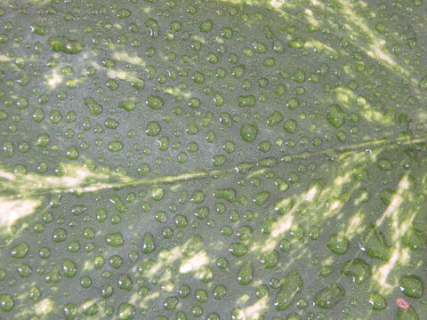 Gros plan de nombreuses gouttes de ros&eacute;e d&eacute;pos&eacute;es sur la surface d&rsquo;un feuillage vert, cr&eacute;ant une texture naturelle fra&icirc;che et lumineuse au petit matin.