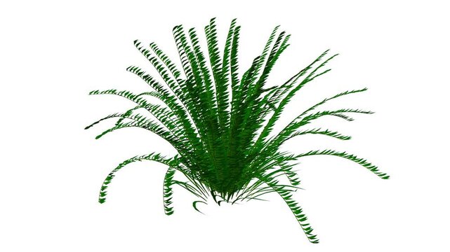 Fern Plants With Natural Swaying Seamless Animation On White Background