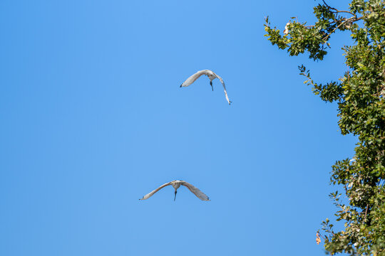 Two white ibises flying gracefully past the leafy canopy of tree beneath a blue sky, Cobden Lake, Cobden, Victoria, Australia