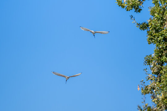 Two white ibises flying gracefully past the leafy canopy of tree beneath a blue sky, Cobden Lake, Cobden, Victoria, Australia