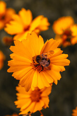 Bumblebee collecting nectar on a bright yellow daisy in a sunny summer garden, close-up nature wildlife scene © asauriet